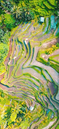 Ubud Wallpaper For iPhone X On 3wallpaper