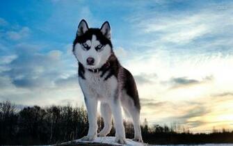 Husky Wallpaper High Resolution And Quality
