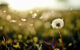 HD Dandelion Wallpaper And Photos Flowers