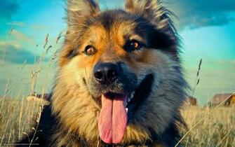 Wallpaper Friend Dog Language Summer Desktop