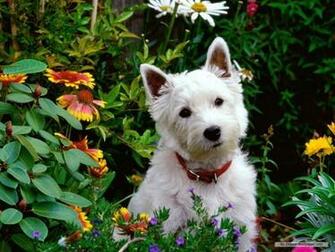 Rose Wallpaper Dog Cute HD