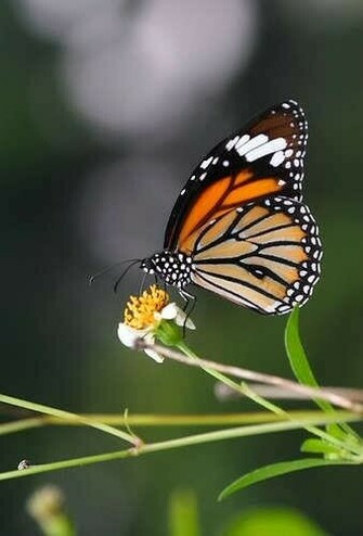 Best Wallpaper Cute Butterfly