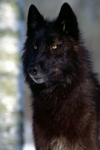 Black Wolf iPhone Wallpaper