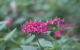 Magenta Star Shaped Flowers At The Washington Oaks Gardens State Park