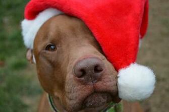 Merry Christmas Pitbull Nuttin For
