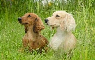 Wallpaper Cute Blackberry Dachshund