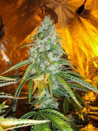 Sour Diesel Regular Cannabis Seeds HD Walls Find Wallpaper