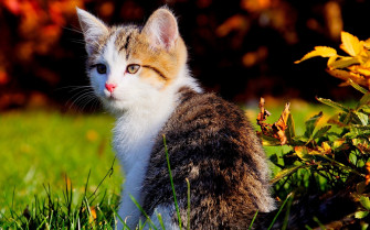 Cute Kitten Animal Cat HD Wallpaper