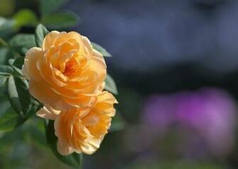 Name High Definition Wallpaper Of Rose Image Yellow Background