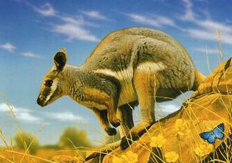 Most Animal Wallpaper