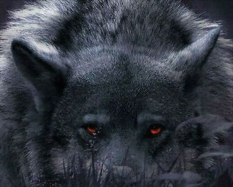 Wolf Wallpaper Hintergr Nde Id