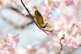 Wallpaper Bird Branch Flower Bloom HD Background