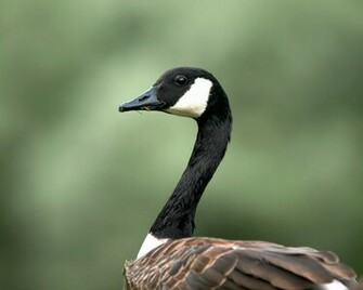 Birds Geese Wallpaper
