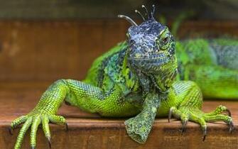 Iguana Green Wallpaper Background Image