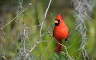 Wallpaper Northern Cardinal Birds HD Beautiful Desktop