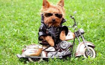 Biker Dog Wallpaper Pc Computer Cool Walldiskpaper
