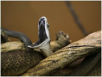 Black Mamba