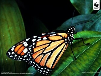 Monarch Butterfly Wallpaper Amazing