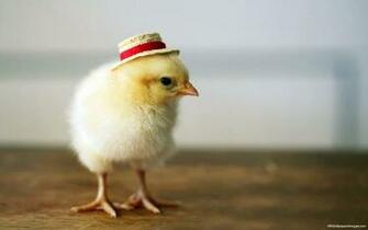 Little Chick Wallpaper