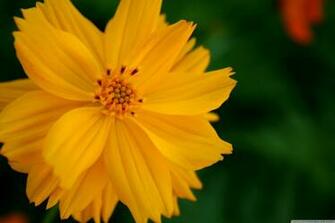 Sulfur Cosmos Flower 4k HD Desktop Wallpaper For Ultra Tv