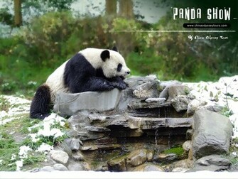 Beautiful Wallpaper Panda Bear