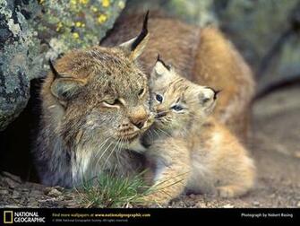 Big Cats