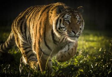 Tiger 4k Ultra HD Wallpaper High Quality Walls