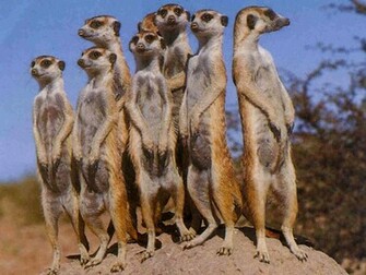 Meerkat Wallpaper Jpg