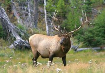 Bull Elk Wallpaper Elks Deer