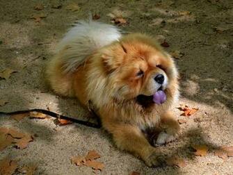 Image Spitz Chow Dog Animal