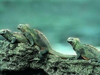 Lizard Wallpaper Pictures