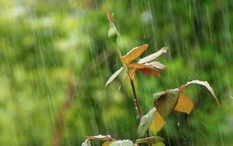 Wallpaper Desktop Nature Rain In HD