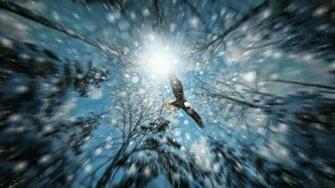 Category Animals HD Wallpaper Subcategory Birds