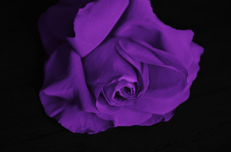 Purple Rose Flower Background Wallpaper