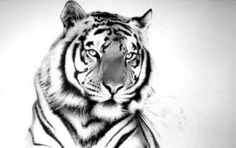 Tiger Cool Wallpaper Desktop Background For HD