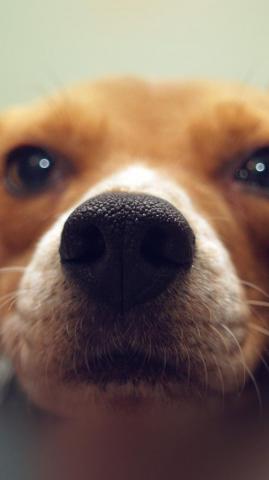 Cute Dog Wallpaper Top Background