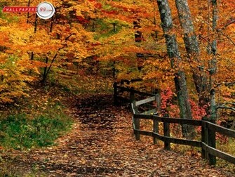 Fall Autumn Wallpaper HD