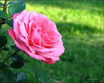 Wallpaper Pink Rose Background