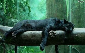 Black Jaguar Wallpaper