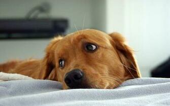Blackberry iPad Sad Golden Retriever Screensaver For Kindle3 And Dx