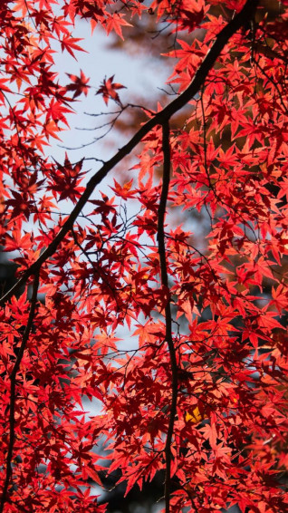 Nature Wallpaper
