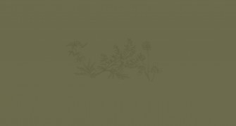 Sage Green Background Wallpaper