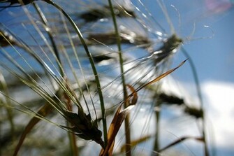 Grain Wallpaper