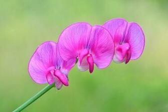 Sweet Pea Wallpaper By Vdelta Revelwallpaper Net