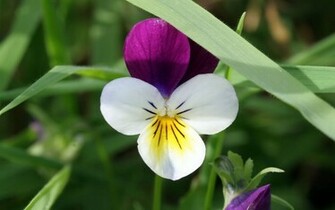 Pansy Flower Wallpaper