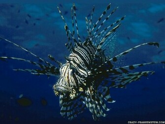 Wallpaper Lionfish