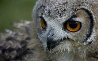 Close Up Photo Of A Owl Wallpaper HD Animals