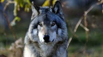 Gray Wolf Wallpaper