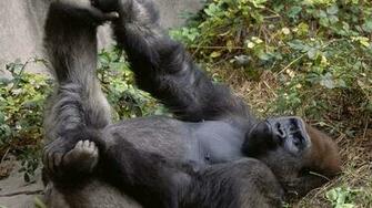 Gorilla Desktop Wallpaper