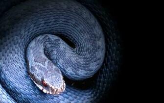 Beautiful Snake Wallpaper HD Image One